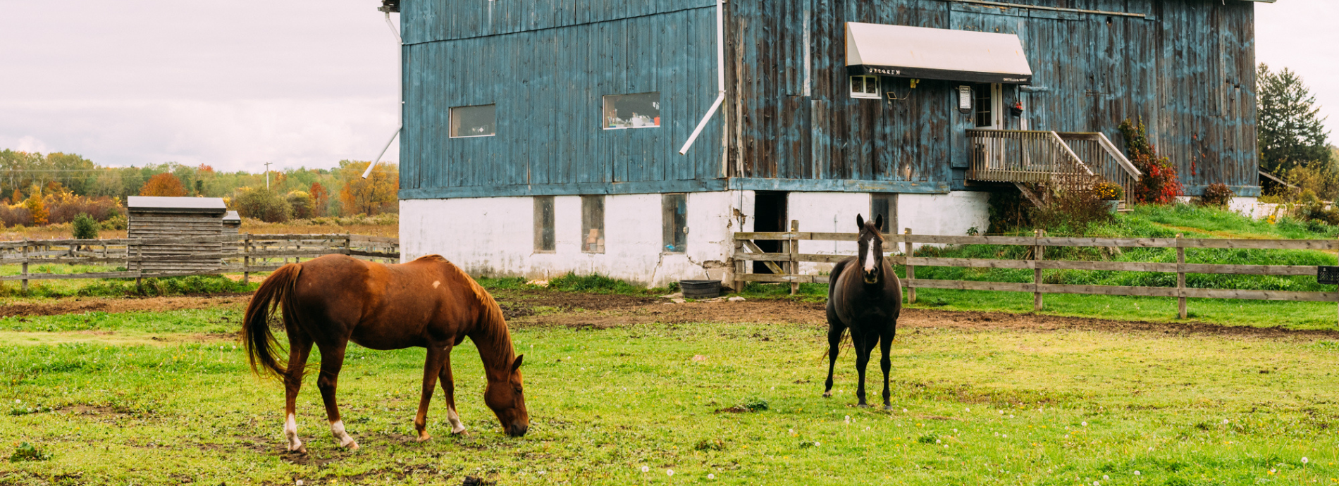 two horses standing in a paddock
