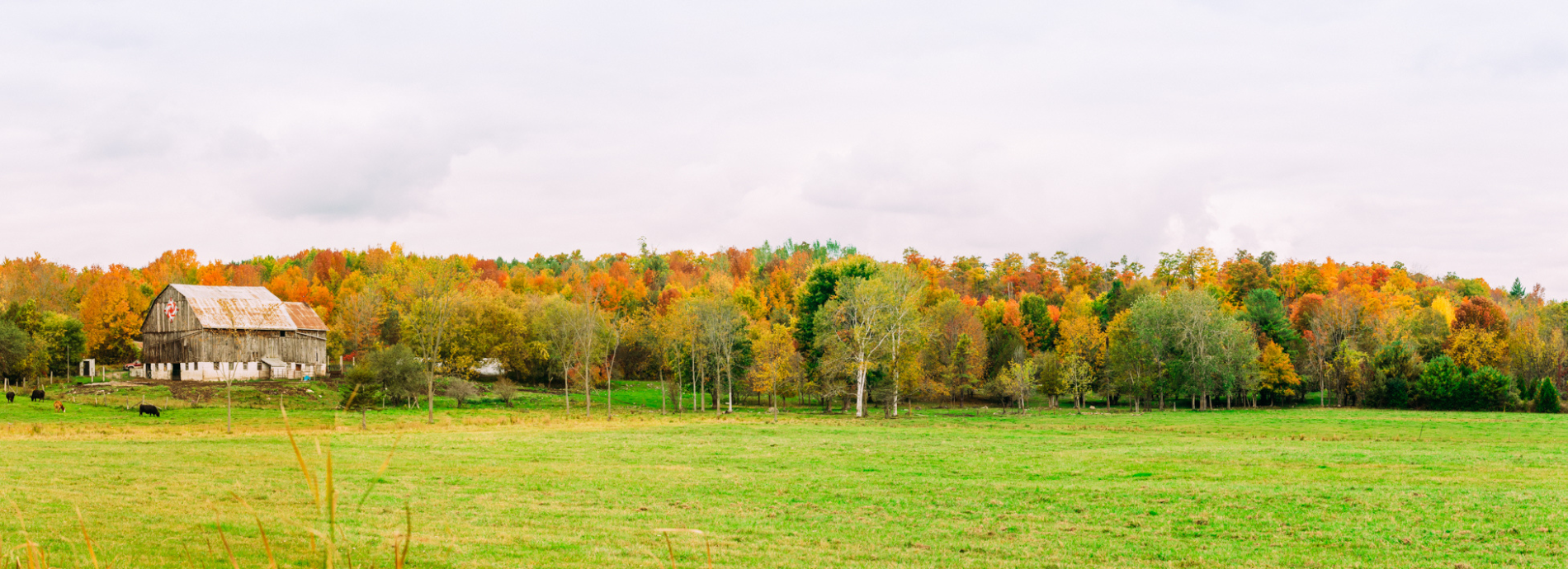 a field and trees in fall colour