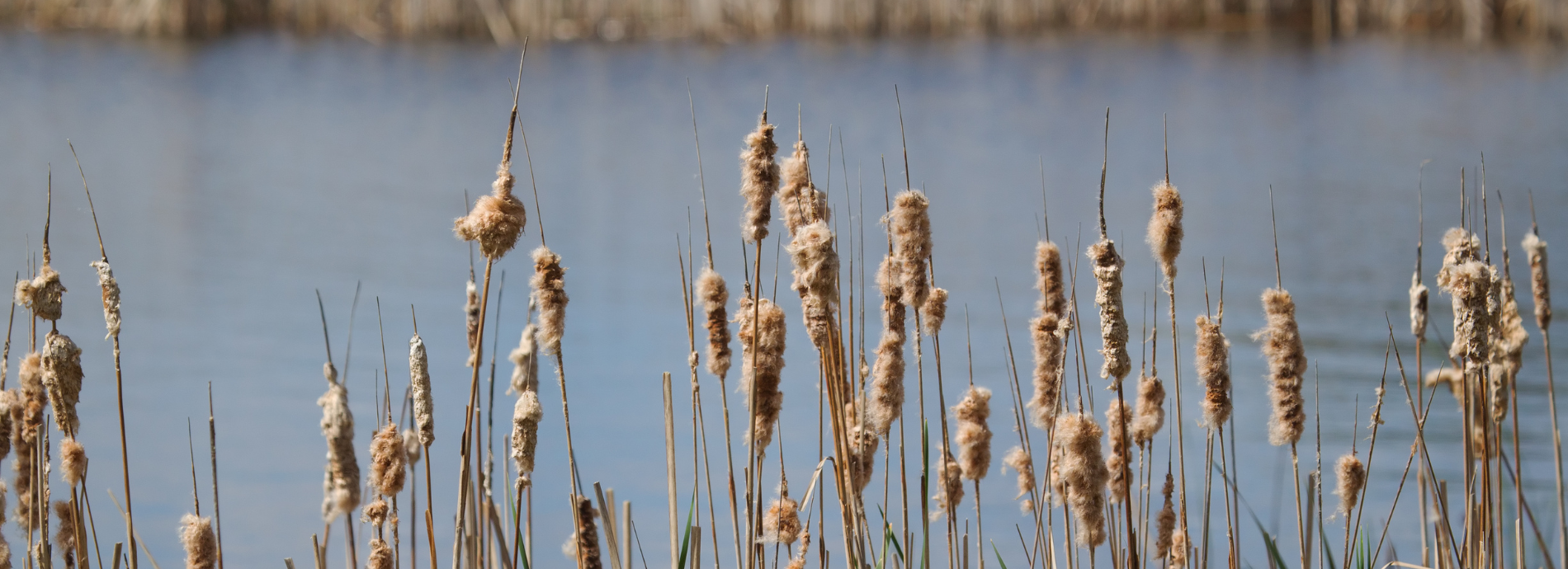 cat tails along a rural river