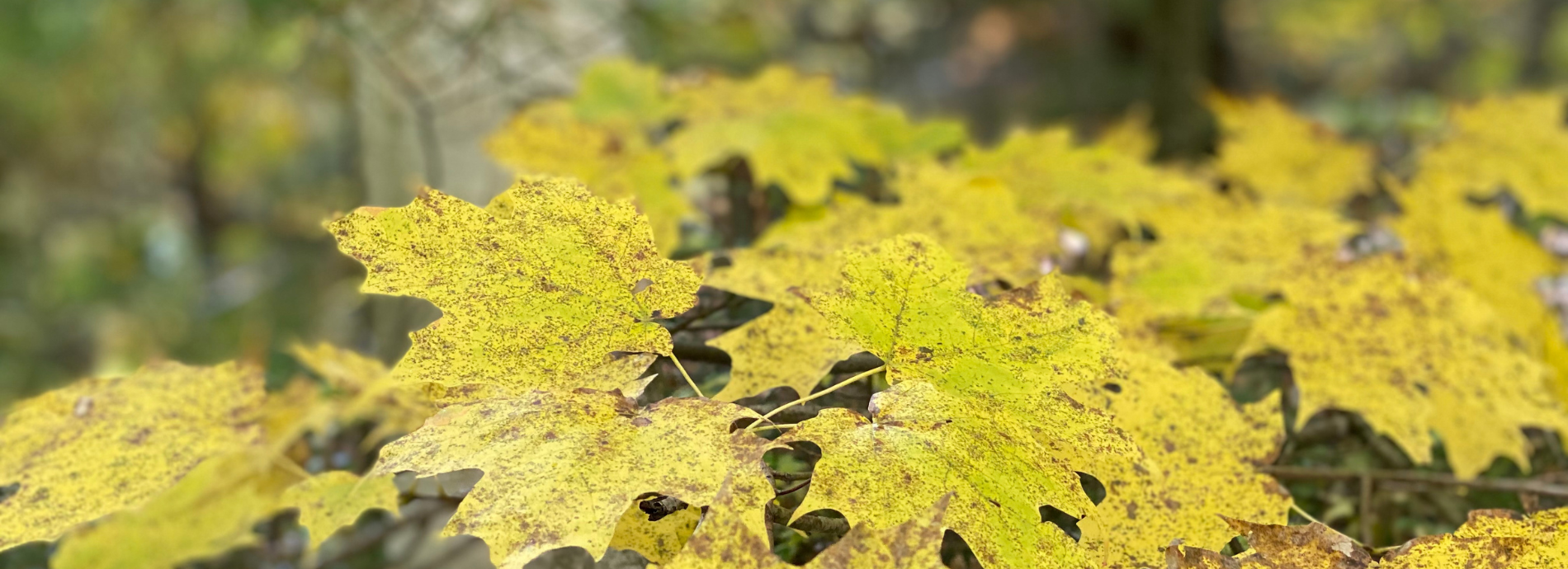 closeup of green maple leaves
