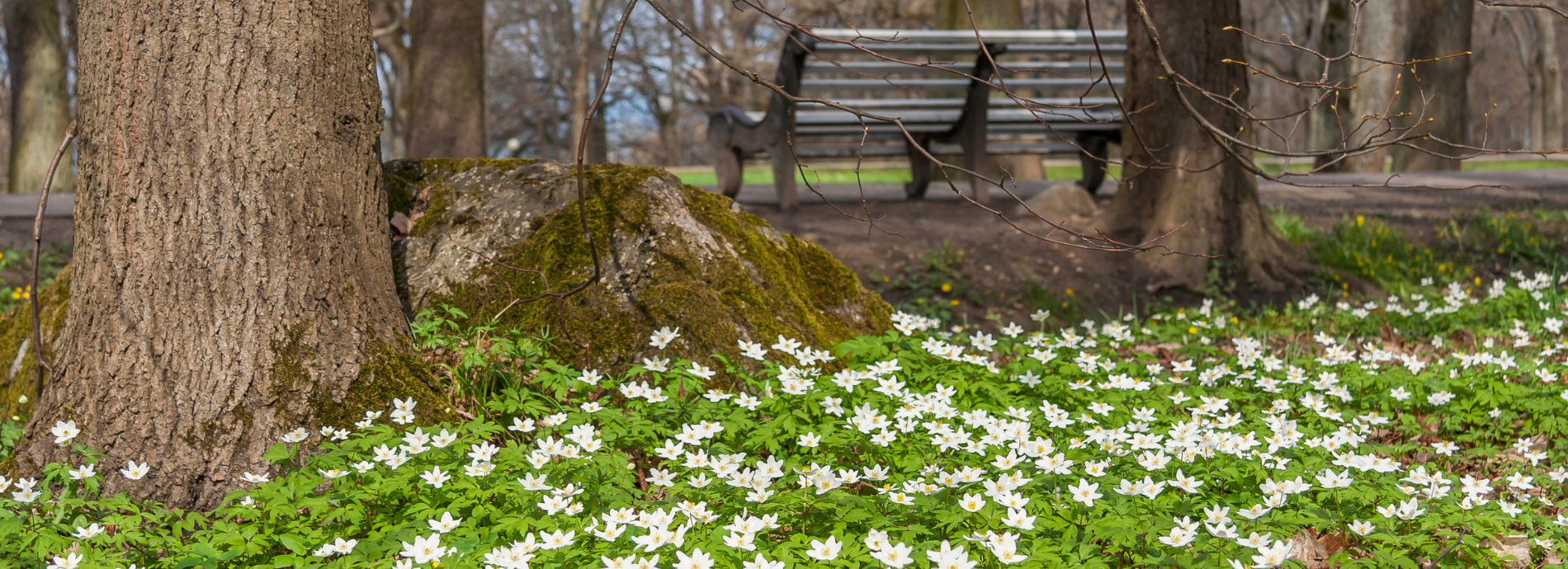 bench surrounded by anemones under a tree in springtime 