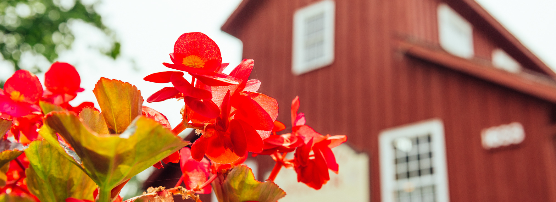 red flowers in front of the Coldwater Mill