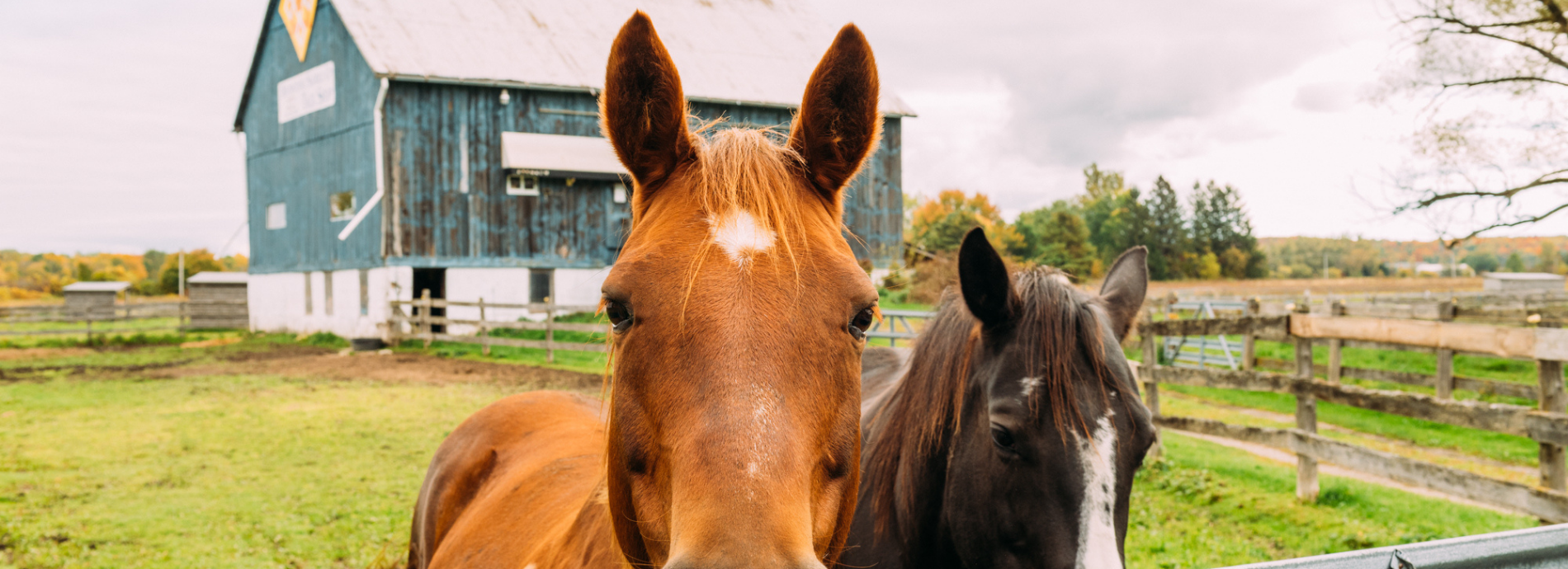 horses alongside a fence