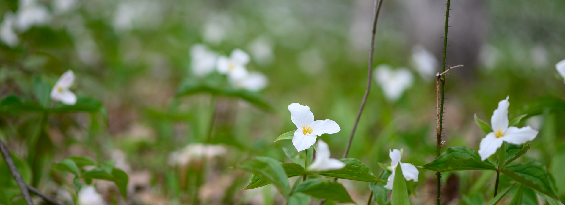 trilliums in bloom on forest floor