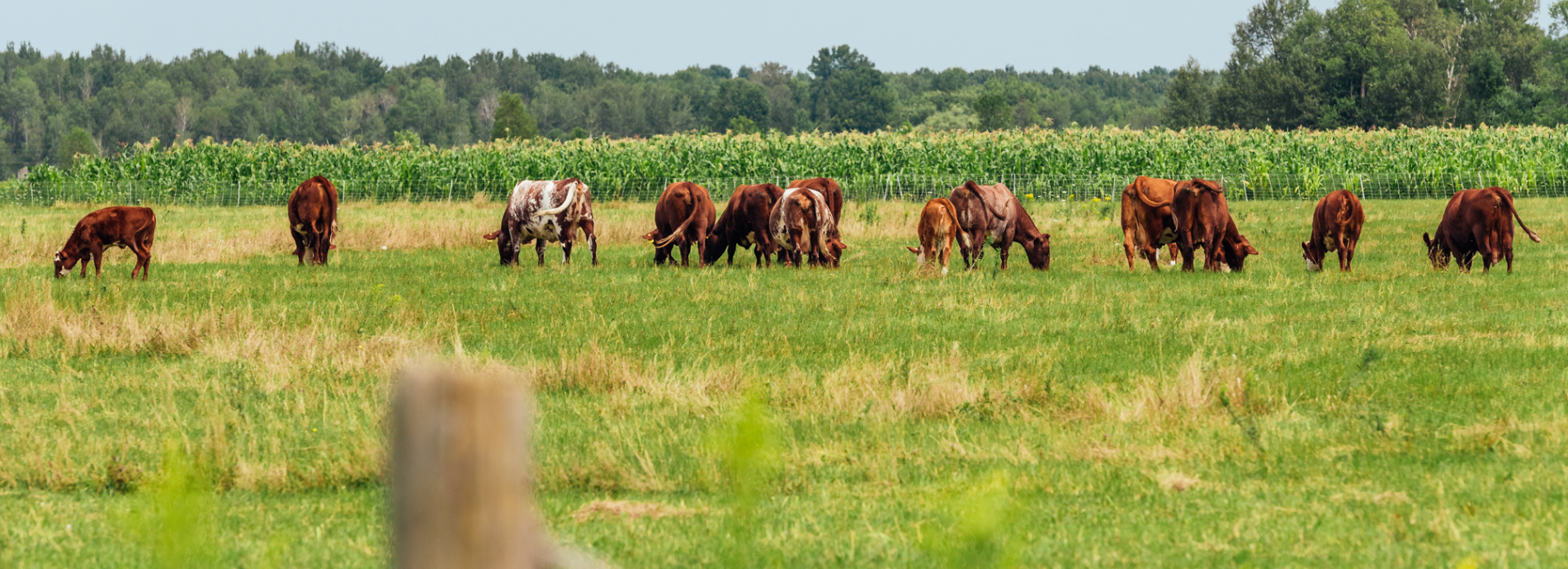 cows in a rural field