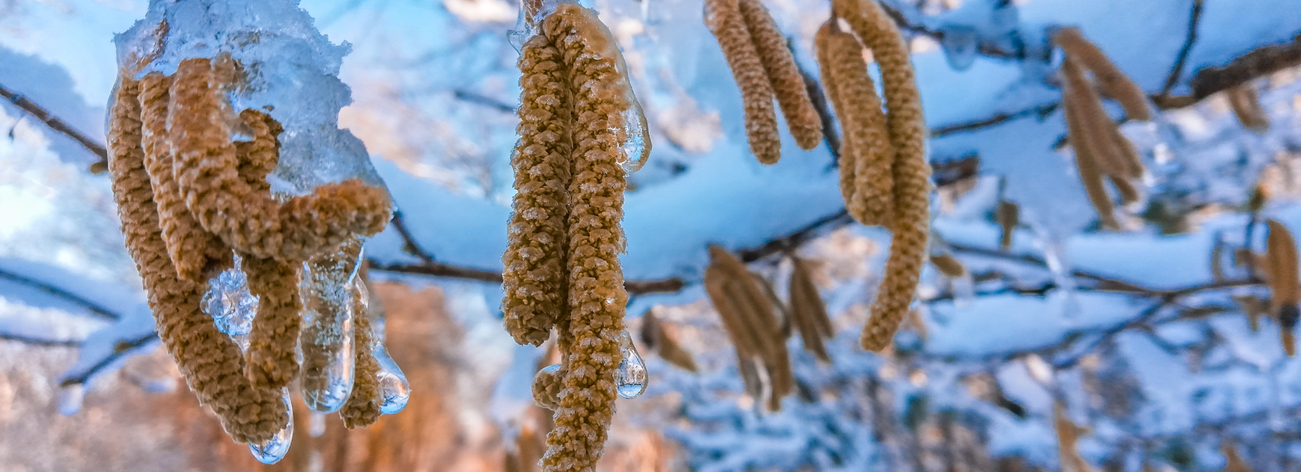 frozen birch catkins