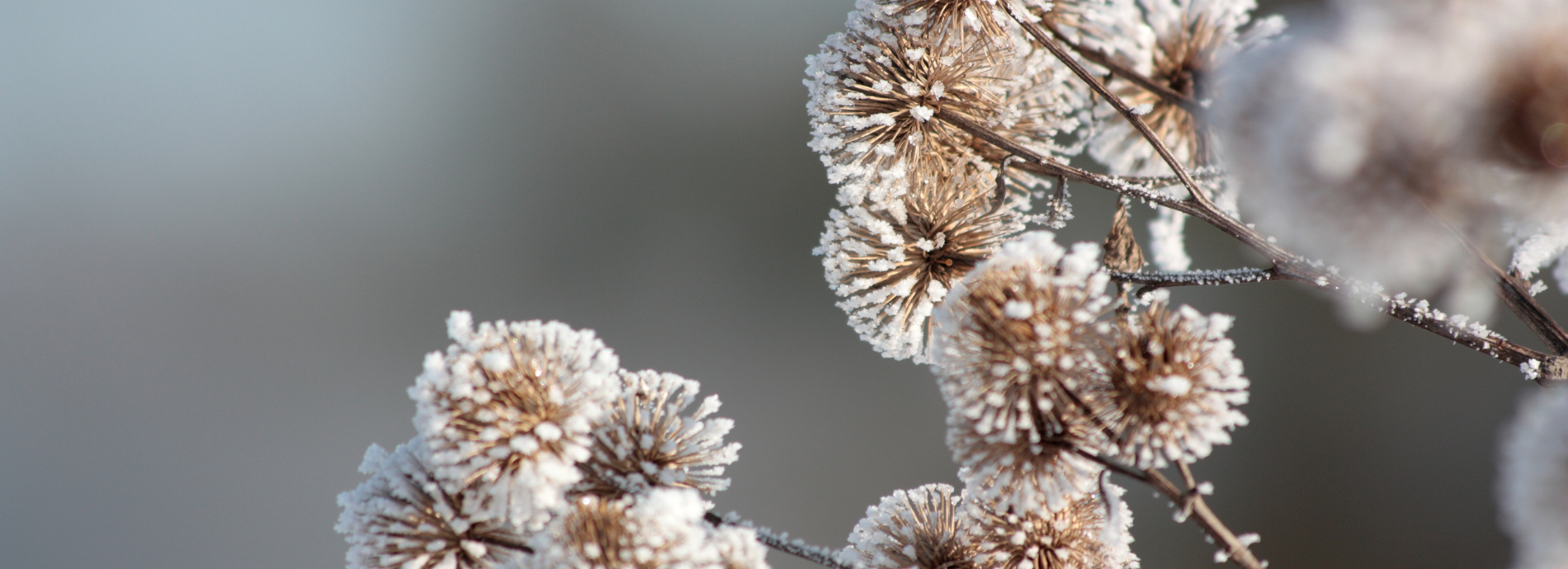 burs covered in a blanket of snow 