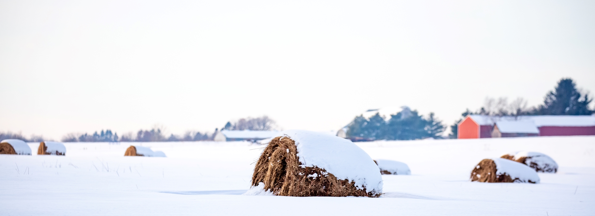 Winter field with bales and red barn in the background