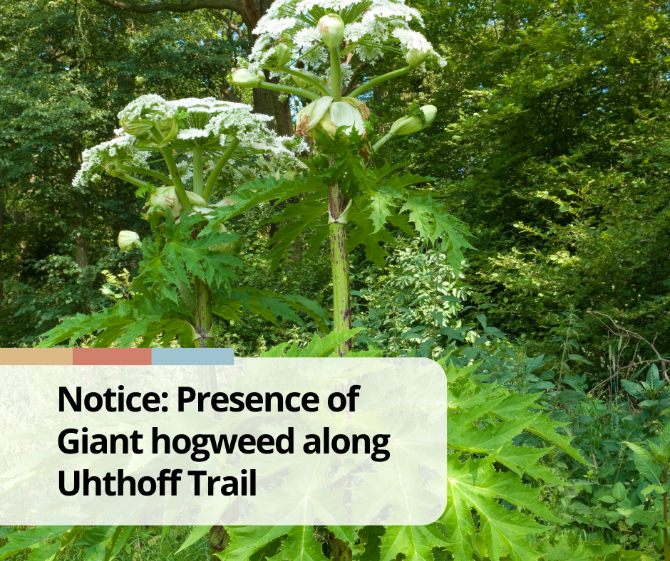 Notice of Giant hogweed located on the Uhthoff Trail