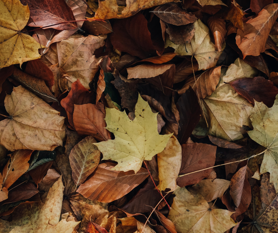 pile of fallen leaves