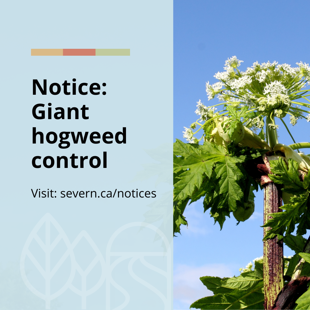 Notice of Giant hogweed control on the Uhthoff Trail