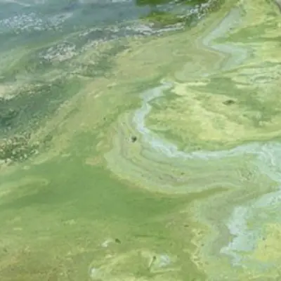 image of a blue green algae bloom