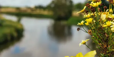 flowers over the Coldwater River