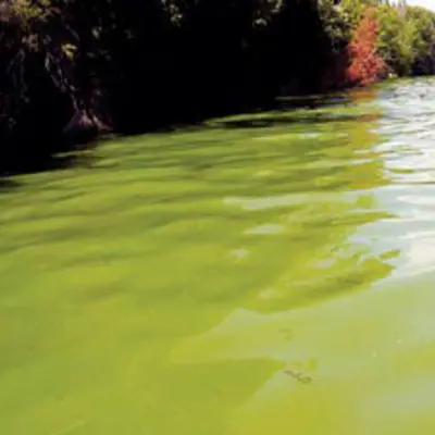 image of a blue green algae bloom