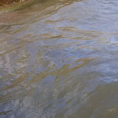 image of a blue green algae bloom